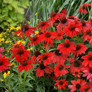 Rudbeckia Suntacular
