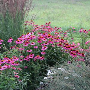 Rudbeckia Sunstream