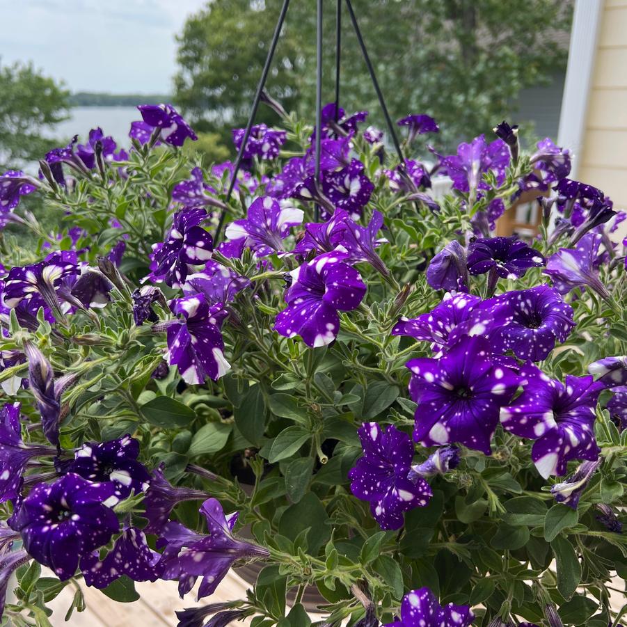 Petunia Headliner&trade; Night Sky