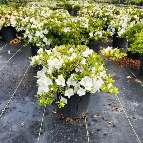 Azalea Gumpo White