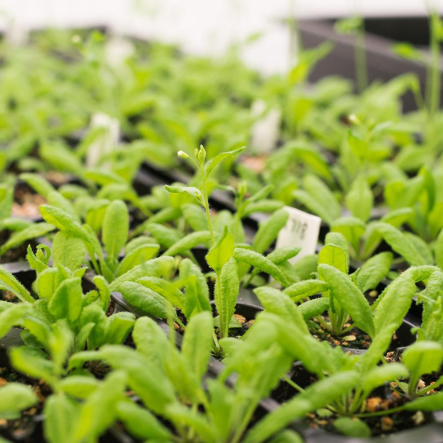 Aglaonema Jazzed Gems&trade; Jasper Jones