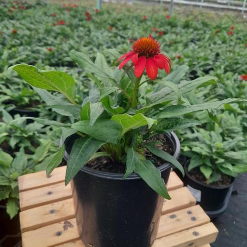 Echinacea Sombrero&reg; Fiesta Orange