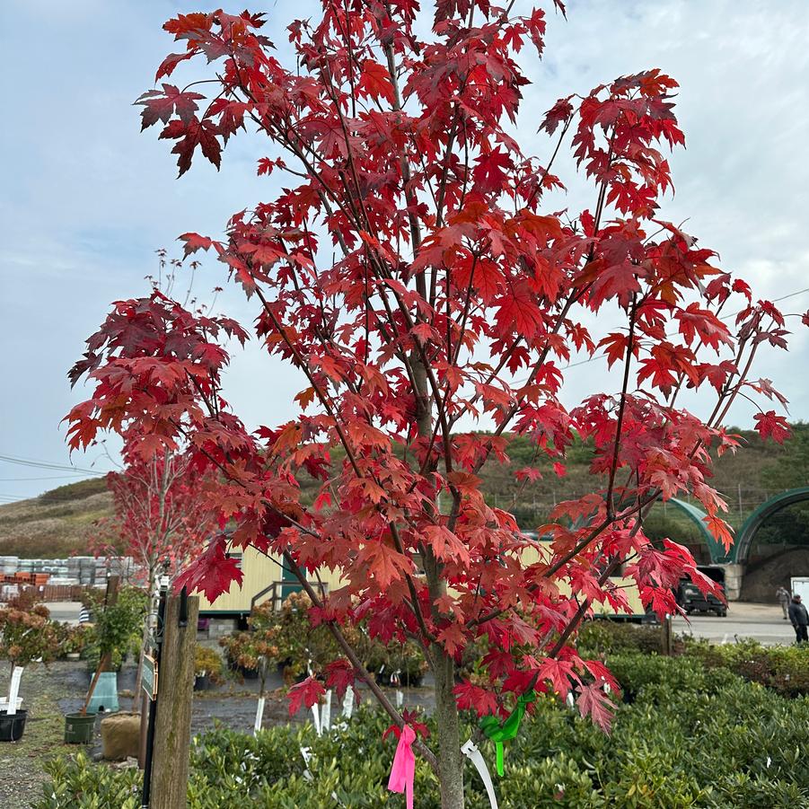 Acer saccharum 