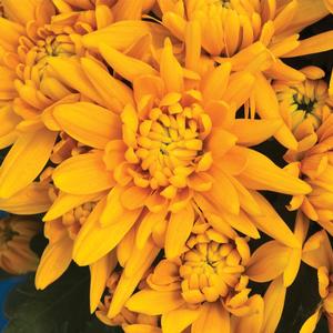 Rudbeckia fulgida var. sullivantii Little Goldstar